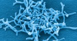 ビフィズス菌20％を目指そう!!　4つの効果と正しいふやし方